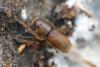 Hylurgus ligniperda